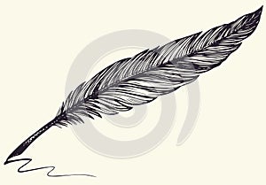 Vector freehand drawing of dark bird feather