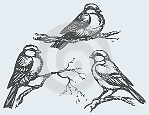 Vector freehand drawing. Tits, sparrows and bullfinches on branches