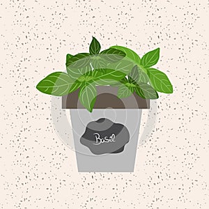 Vector - Fresh basil herb in a flowerpot. Aromatic leaves used t