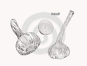 Vector Fresh Whole and Sliced Red Onion Bulbs, hand draw sketc v photo