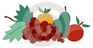 Vector fruit arrangement. Cute horizontal set with apples, pear and grapes. Autumn garden composition clipart. Fall season harvest