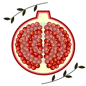 Vector fruits illustration. Detailed icon of cutted pomegranates with leaves, isolated over white background.