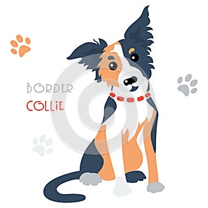 Vector funny Border Collie tricoloured dog sitting