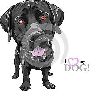 Vector funny cartoon black dog breed Labrador Retriever photo