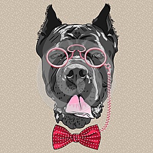 Vector funny cartoon hipster dog Cane Corso