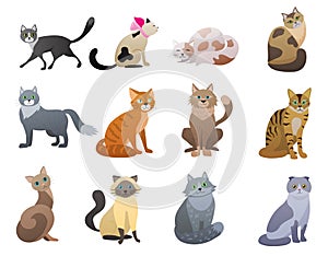 Vector Funny and cute cartoon Cat different breeds pet characters set.