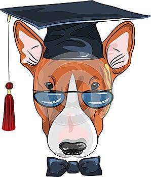 Vector funny graduated dog Bullterrier