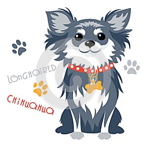 Vector funny longhaired Chihuahua dog sitting