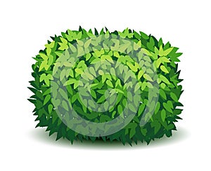 Vector garden bush isolated shrub hedge. Green bush cartoon grass shrubbery plant.