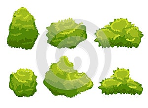 Vector garden bush isolated shrub hedge. Green bush cartoon grass shrubbery plant.