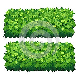 Vector garden bush isolated shrub hedge. Green bush cartoon grass shrubbery plant.