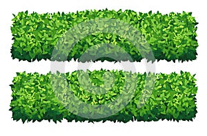 Vector garden bush isolated shrub hedge. Green bush cartoon grass shrubbery plant.