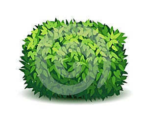 Vector garden bush isolated shrub hedge. Green bush cartoon grass shrubbery plant