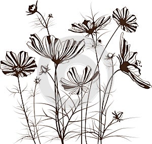 Vector garden flowers, Cosmos bipinnatus photo