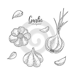 Vector garlic hand drawn illustration in the style of engraving. Detailed vegetarian food drawing. Farm market product