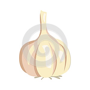 Vector garlic illustration isolated in cartoon style. Herbs and Species Series.