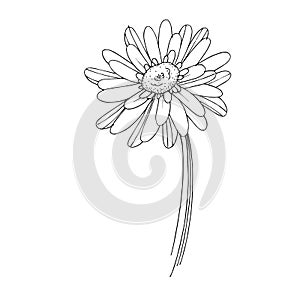 Vector gerbera floral botanical flower. Black and white engraved ink art. Isolated gerbera illustration element.