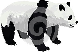 Vector giant panda bear isolated on white