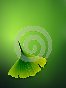 Vector ginkgo leaf