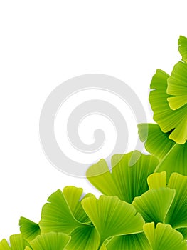 Vector ginkgo leaf