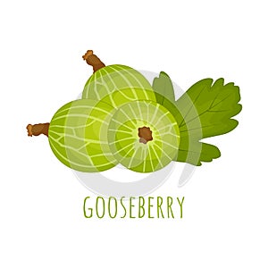 Vector gooseberry. Still life of whole berries of gooseberry.