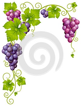 Vector grape frame