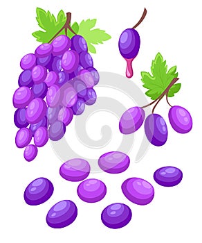 Vector grape illustration Bunch of wine grapes with leaf flat color icon for food apps and websites