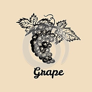Vector grape illustration. Vine bunch with leaves logo. Hand sketched winemaking element in engraved style.