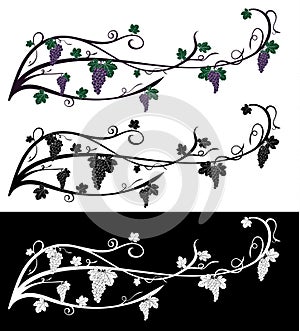 Vector grape rambling vine with grape berries, leaves. Grape vine of violet and green colors, isolated on black and white. Fruit d photo