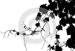 Vector Grape Vine