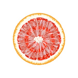 Vector grapefruit, pomelo slice. Illustration of citrus
