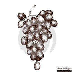 Vector grapes vintage sketch. Hand drawn illustration. Engraved vine drawing. Botanical design template.