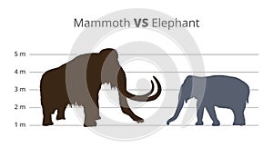 Vector graph or infographics comparing the height and size of mammoth and elephant with units of height. Mammoth vs elephant.