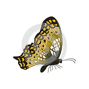 vector graphic of butterfly with perch position isolated on white background