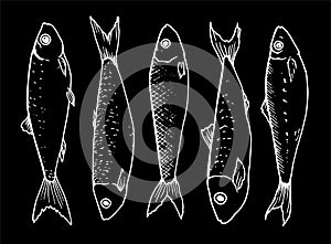 vector graphic collection of small sprat fish drawn in the style of linear art. The seafood menu includes sardines and sprats. Sea photo