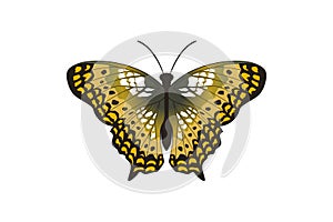 vector graphic of flying butterfly in a top view isolated on white background