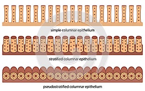Three types of columnar epithelium with simple stratified and pseudostratified arrangement