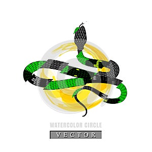 Vector Graphic Illustration of Coral Snake or Micrurus Isolated