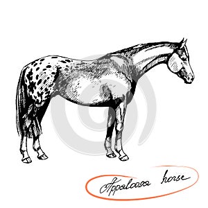 Vector graphic illustration farm riding and trotting appaloosa horse