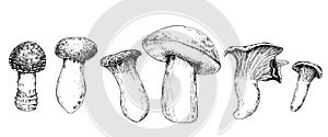 Vector graphic illustration. set with mushrooms. black ink drawing of mushrooms isolated on white background.