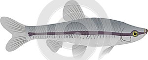 Vector graphic of a stone moroko Pseudorasbora parva