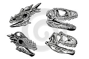 Vector graphical set of skulls of pachycephalosaurus and tyrannosaurus on white, graphical illustration