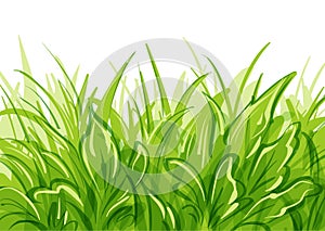 Vector grass background