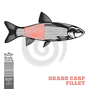 Vector grass carp illustration