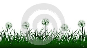 Vector grass and dandelions