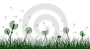 Vector grass and dandelions