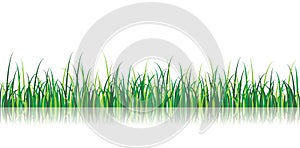 Vector Grass Illustration