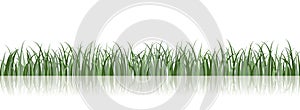 Vector Grass Illustration