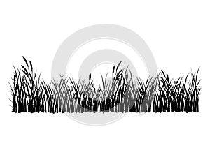 Vector grass isolated