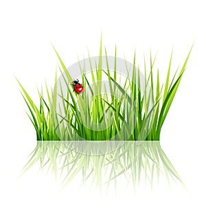 Vector grass with ladybird isolated